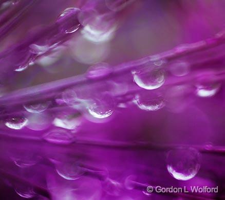 Raindrops Inside A Purple Flower_00486.jpg - Photographed near Carleton Place, Ontario, Canada.
